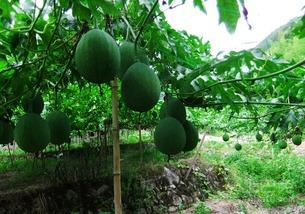 网红薄皮小吊瓜怎么吃,网红美食的多样吃法探索