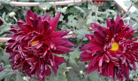 氧化菊最新爆料视频,揭秘神秘事件背后真相  第1张